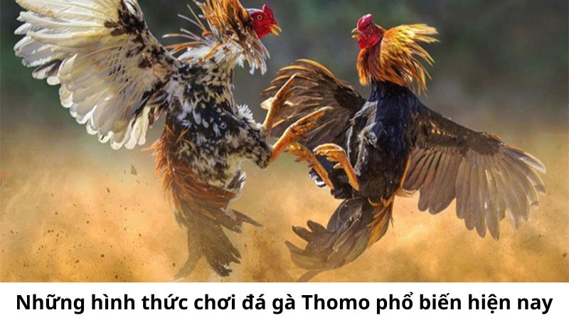 Những hình thức đá gà Thomo hấp dẫn mà anh em có thể tham gia hiện nay