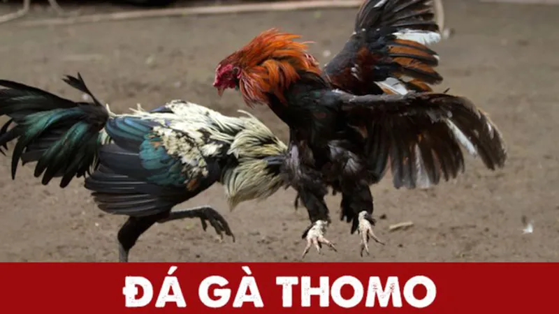 Cá độ đá gà thomo