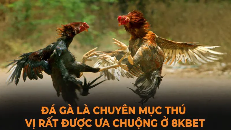 Đá gà là chuyên mục thú vị rất được ưa chuộng ở 8Kbet