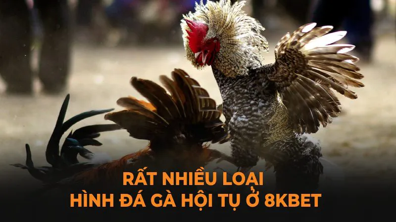 Rất nhiều loại hình đá gà hội tụ ở 8Kbet